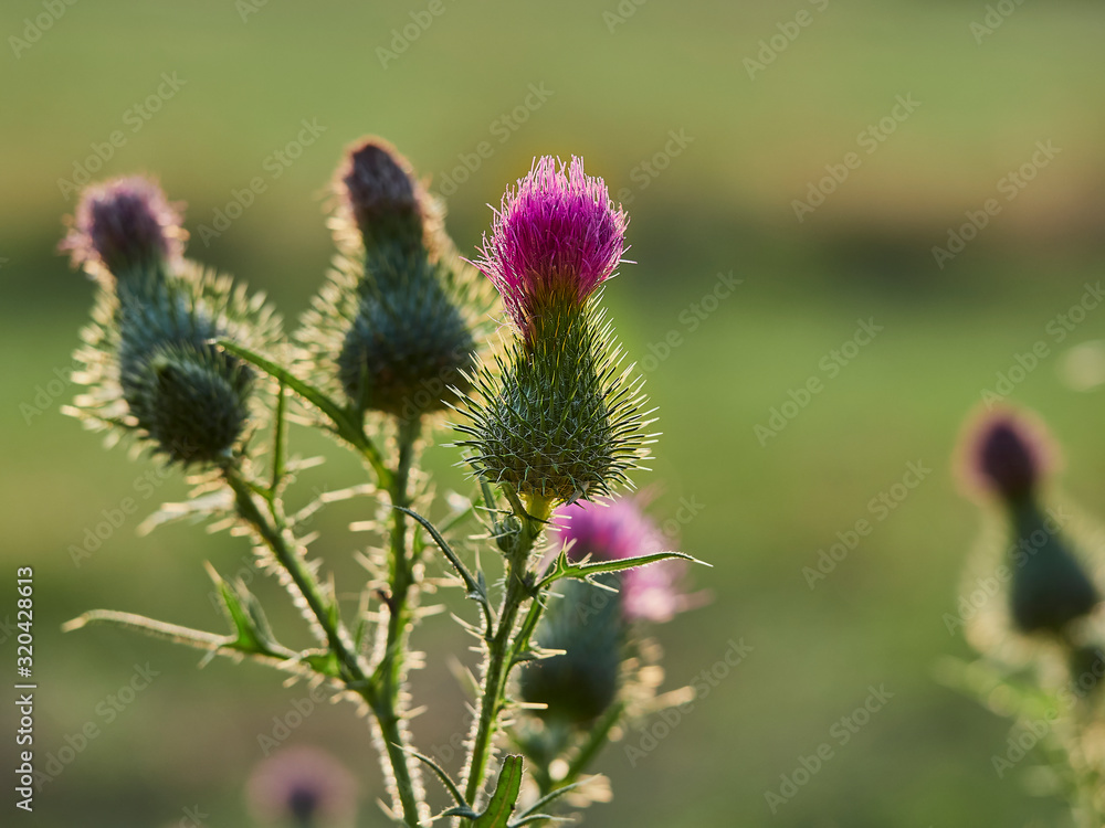 thistle in field thistle in field