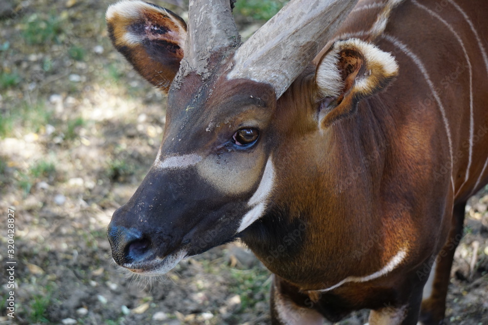 Tragelaphus eurycerus commonly called bongo Tragelaphus eurycerus commonly called bongo