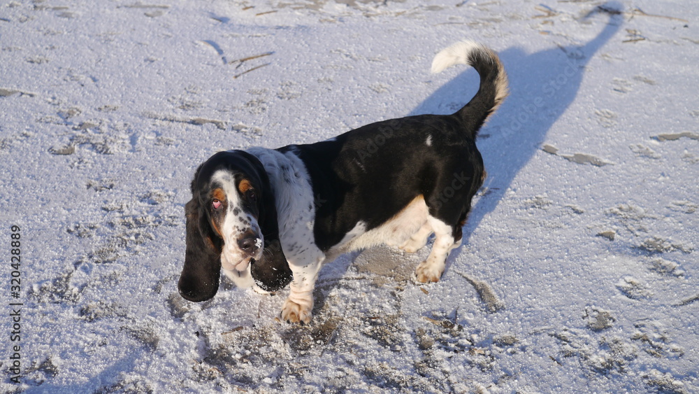 Zaśnieżony pies stoi na plaży nad morzem. Spacer z psem. Basset hound w śniegu. Widać padający śnieg. - obrazy, fototapety, plakaty 