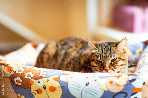 colorful, cute cat with green eyes,lying on the bed for cats, in the room, in a shelter for homeless animals
