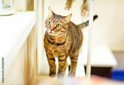 colorful, cute cat with green eyes,sitting in a room in a shelter for homeless animals