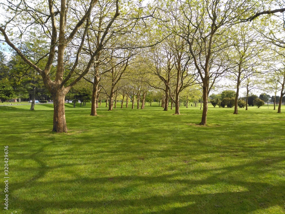 trees in the park trees in the park