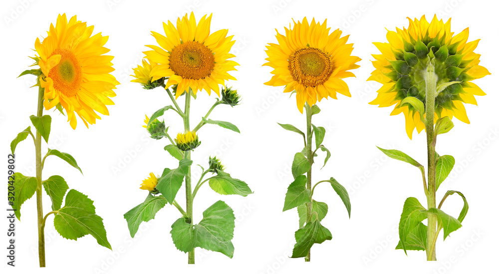Collection sunflower flowers from different angles isolated on white Collection sunflower flowers from different angles isolated on white