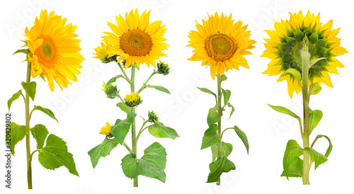 Collection sunflower flowers from different angles isolated on white