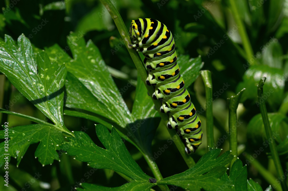 Black swallowtail caterpillar feeding on flat leaf parsley. Also known as Papilio polyxenes, it is found throughout much of North America. It is the state butterfly of Oklahoma and New Jersey.