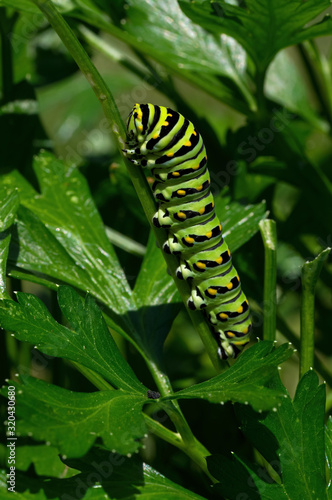 Black swallowtail caterpillar feeding on flat leaf parsley. Also known as Papilio polyxenes, it is found throughout much of North America. It is the state butterfly of Oklahoma and New Jersey.