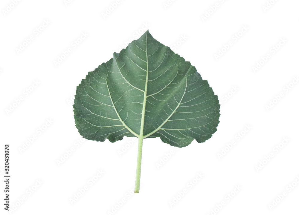 Fototapeta premium green leaf isolated on white background