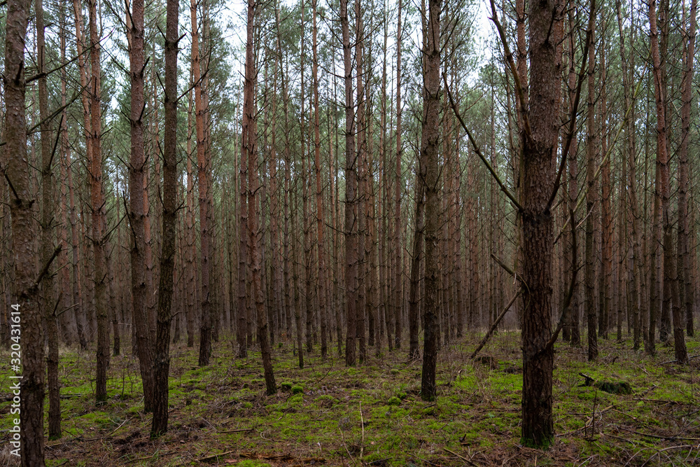 green forest with conifers and pines green forest with conifers and pines