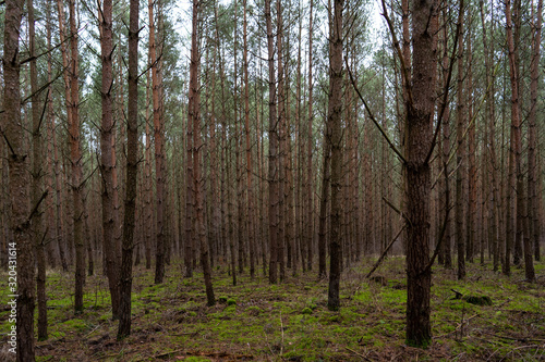 green forest with conifers and pines