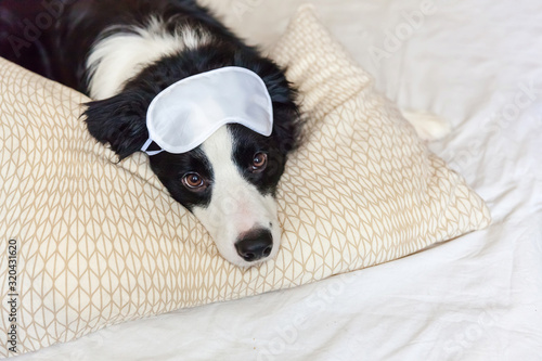 Do not disturb me let me sleep. Funny puppy border collie with sleeping eye mask lay on pillow blanket in bed Little dog at home lying and sleeping. Rest good night insomnia siesta relaxation concept