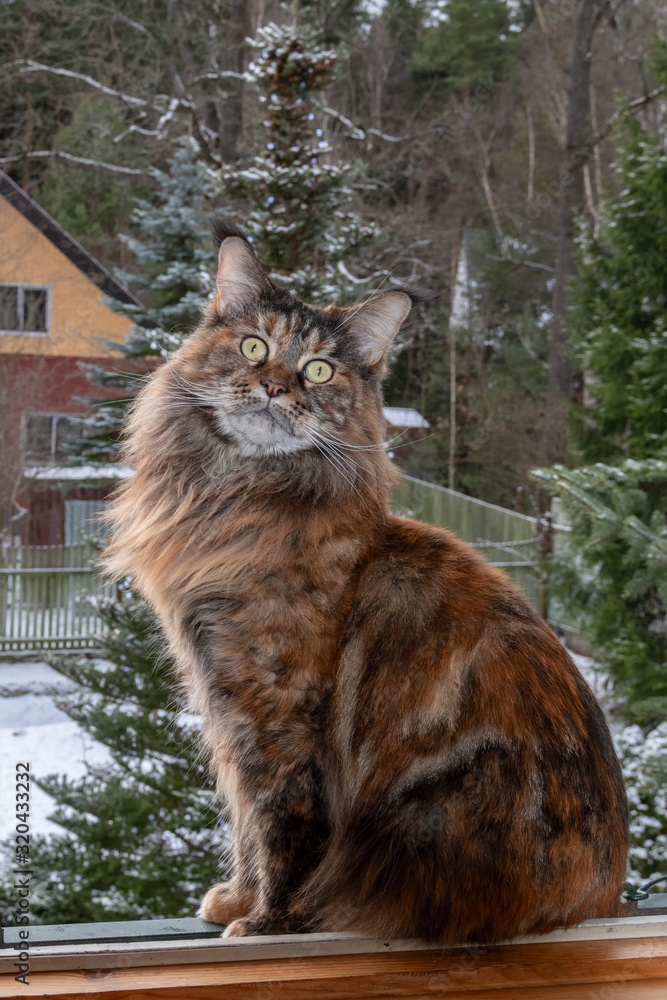 Big Maine Coon cat sits on window against the background winter landscape. Tortoiseshell color, long-haired large cat