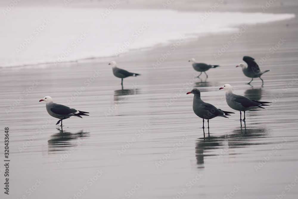 Seagulls on the Beach, Birds, Beach, Sand, Travel, Ocean, Beachside, Gull, Bird, Sea Seagulls on the Beach, Birds, Beach, Sand, Travel, Ocean, Beachside, Gull, Bird, Sea