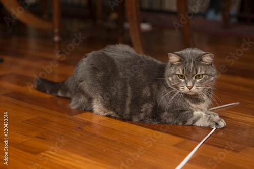 Portrait of a beautiful gray cat, standing on a wooden parquet floor inside a domestic abitation. photo