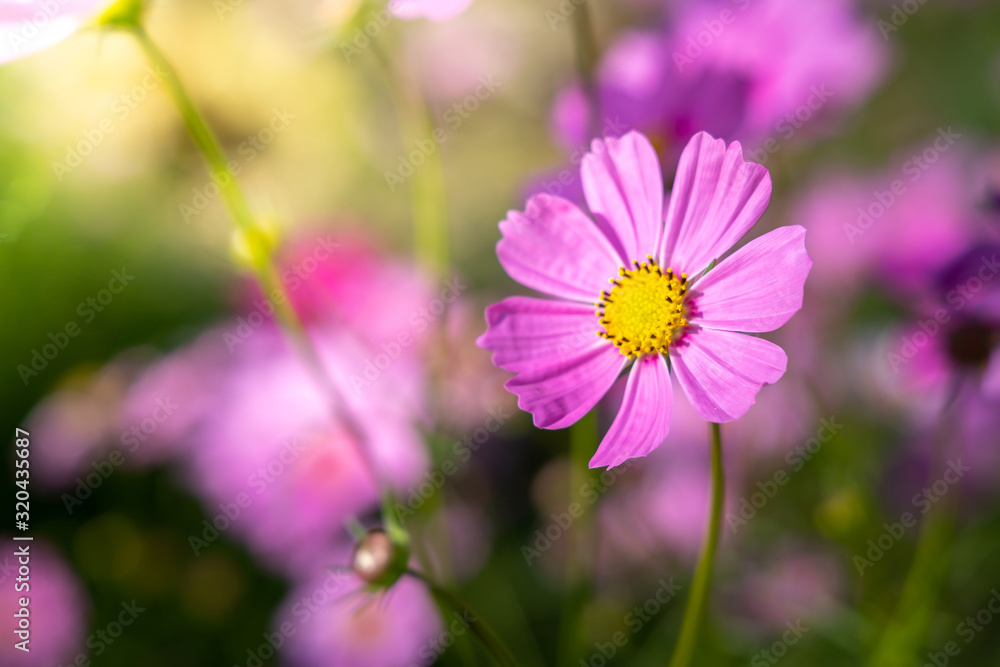 Beautiful Cosmos flowers in garden. Nature background. Beautiful Cosmos flowers in garden. Nature background.