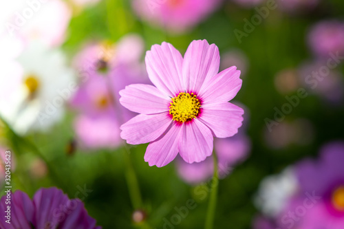  Beautiful Cosmos flowers in garden. Nature background.