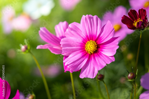  Beautiful Cosmos flowers in garden. Nature background.