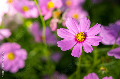  Beautiful Cosmos flowers in garden. Nature background.