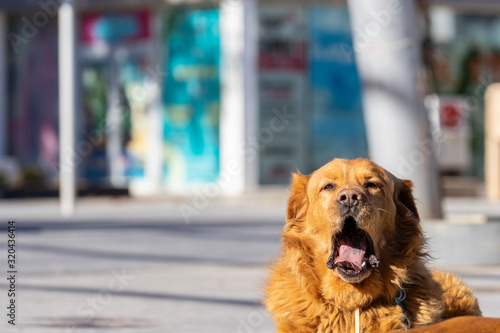 yawning in the street