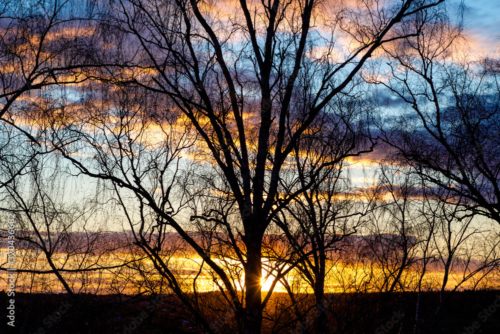 Beautiful multi-colored sunset and blue sky behind the crowns of trees Beautiful multi-colored sunset and blue sky behind the crowns of trees