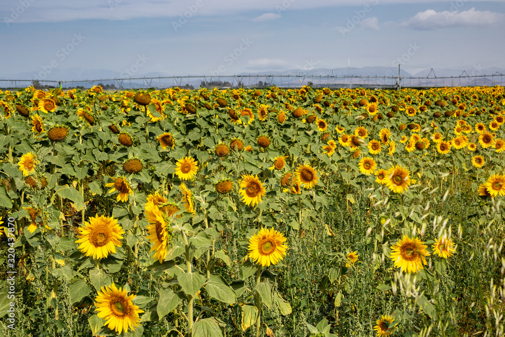 A field of glowing yellow sunflowers all looking towards the sun in Canterbury, New Zealand