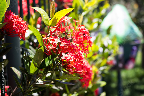 red flowers in garden