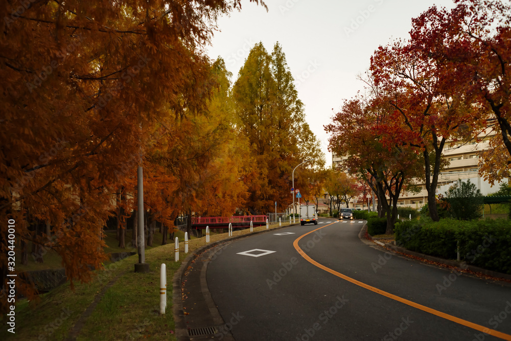 日本の秋・メタセコイア並木の街並み