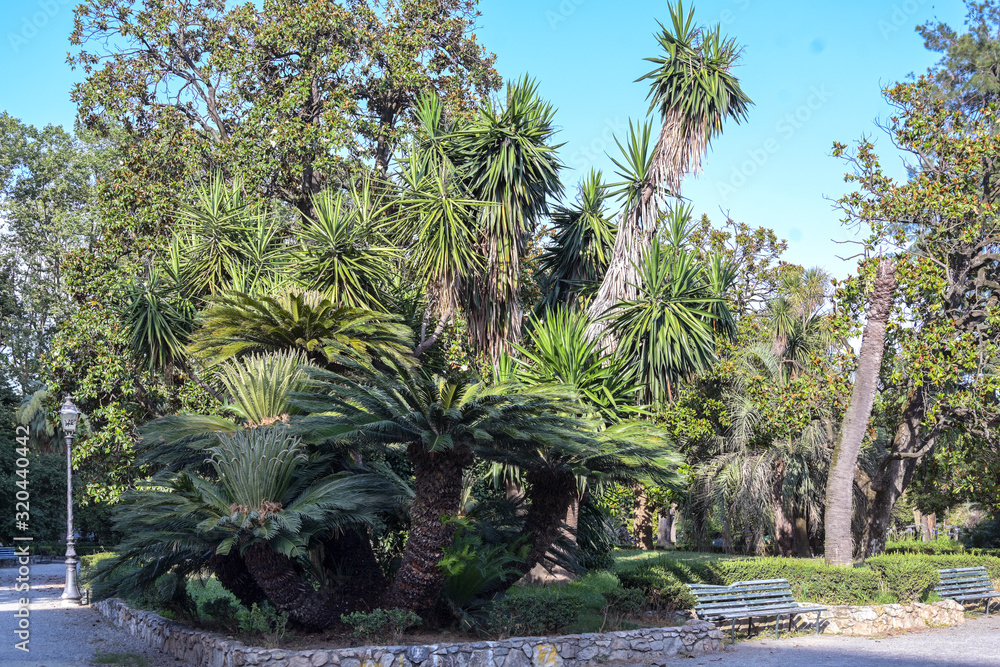 Obraz premium palm trees in the public park of the capital city La Spezia, Liguria, Italy