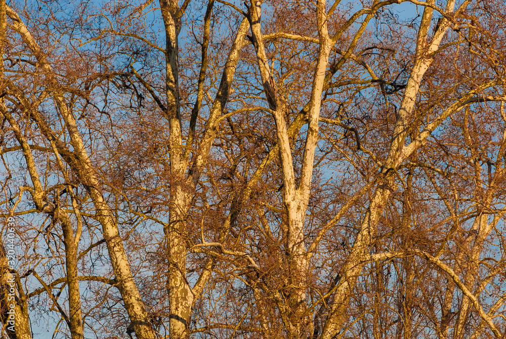 Winter platanus tree with bare branches against azure sky turns to gold at sunset as background