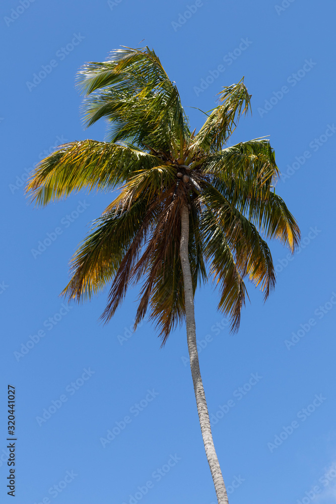 Porto de Pedras / Alagoas / Brazil. December, 1, 2019. Praia do Patacho on the north coast of the state of Alagoas, in northeastern Brazil. The place is known for its vast coconut groves, strips of wh Porto de Pedras / Alagoas / Brazil. December, 1, 2019. Praia do Patacho on the north coast of the state of Alagoas, in northeastern Brazil. The place is known for its vast coconut groves, strips of wh