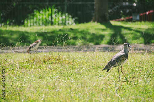 bird in the park