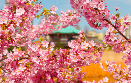 Spring in Tokyo Ueno Park