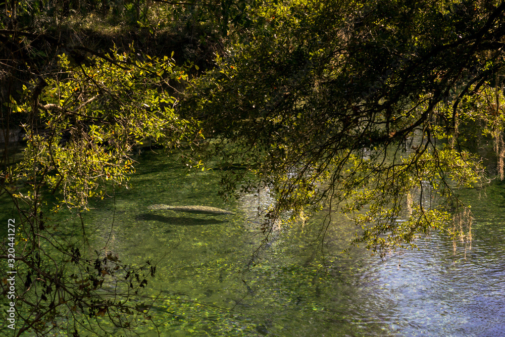 manatee swimming in a spring under oak tree in Florida manatee swimming in a spring under oak tree in Florida