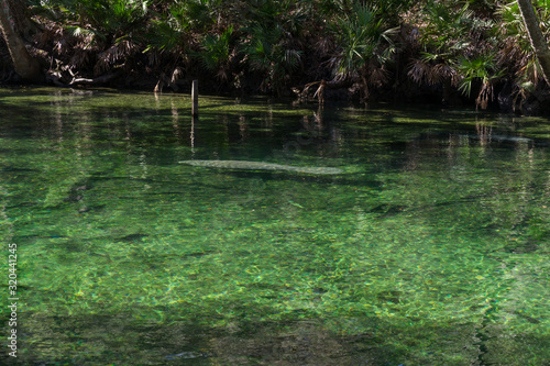 manatee swimming in spring with palmetto around