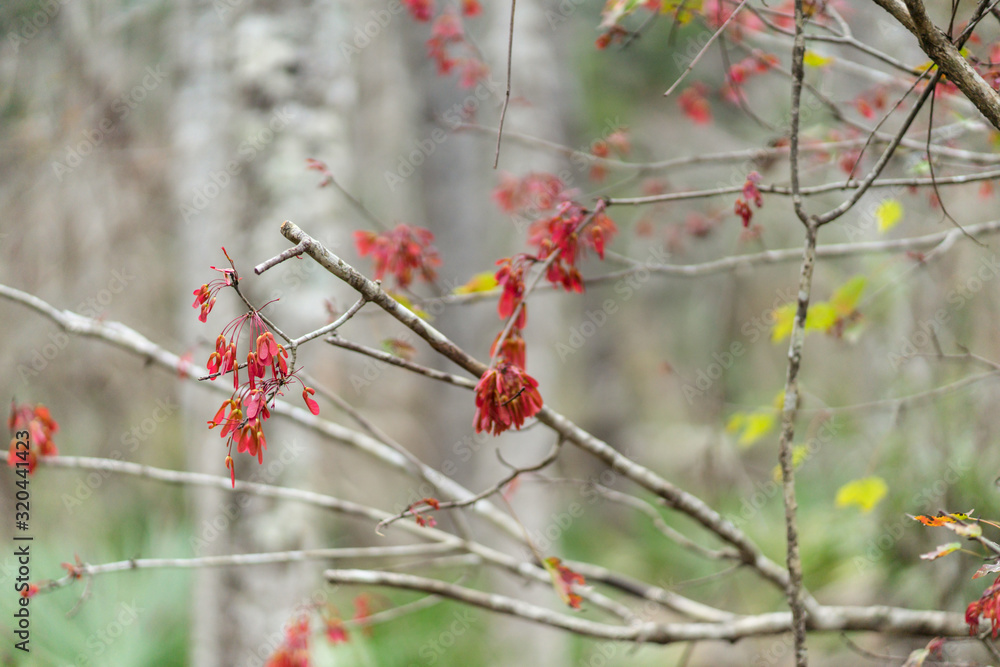 maple tree seedpods with isolated branches maple tree seedpods with isolated branches