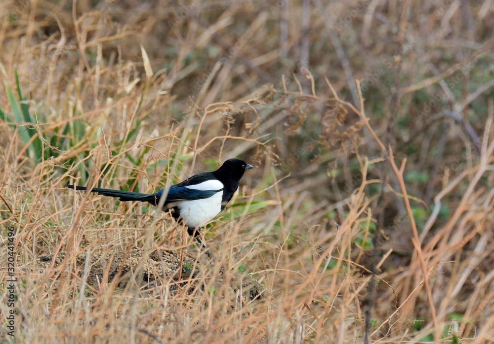 Magpie in a field on the morning Magpie in a field on the morning