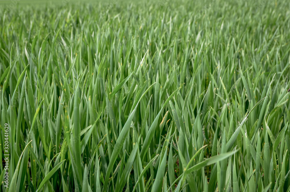 Close up of green grass wheat field in spring. Seamless pattern Close up of green grass wheat field in spring. Seamless pattern