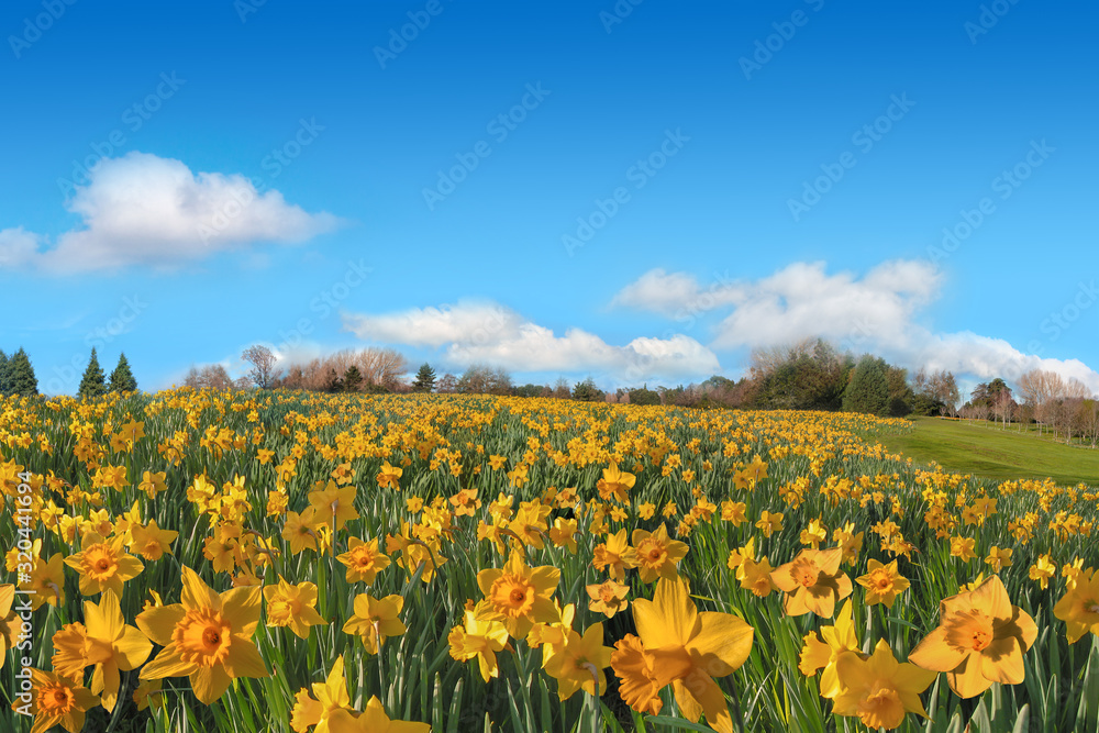 Fototapeta premium Beautiful spring field of yellow daffodils panorama in sunny day