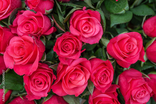 Close up view of various color red, white and pink blooming roses backdrop at florist. Vivid Pantone flower in bloom. Blossom roses for Valentine day.