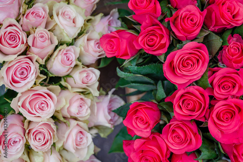 Close up view of various color red, white and pink blooming roses backdrop at florist. Vivid Pantone flower in bloom. Blossom roses for Valentine day.