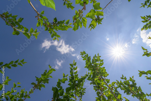 Mulberry tree in organic farm at Thailand