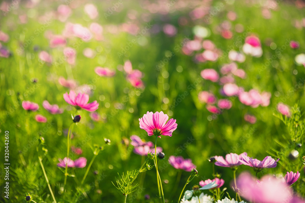 Field of cosmos flower with sky. Cosmos flower blossom in garden. landscape of cosmos flower garden. Field of cosmos flower with sky. Cosmos flower blossom in garden. landscape of cosmos flower garden.