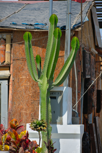 Spure Euphorbiaceae growing in Paracas Peru photo