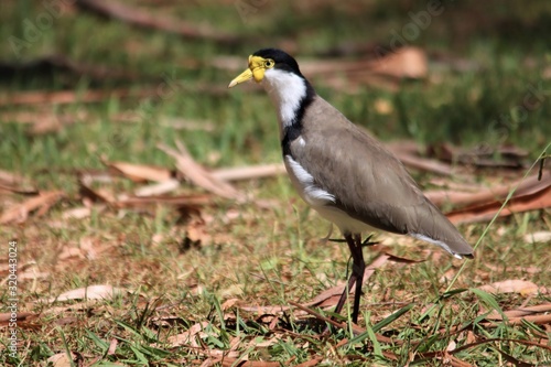 masked lapwing on the ground © Nel