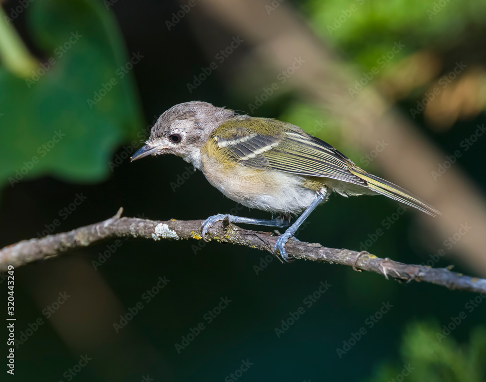 Fototapeta premium Black-capped Vireo