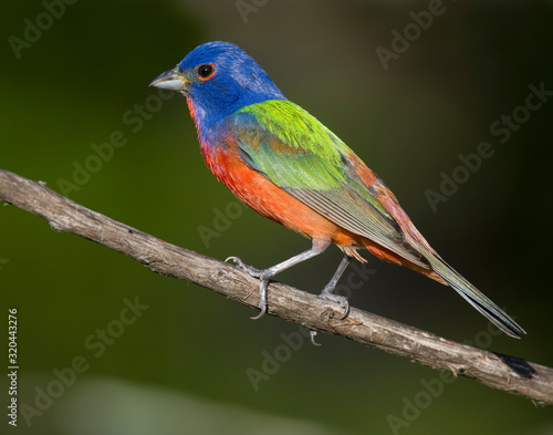 Male Painted Bunting