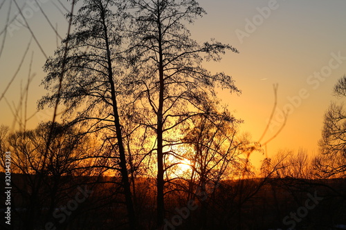 View from behind the trees at sunset, the silhouette of trees and plants against the evening sky © PhotoChur