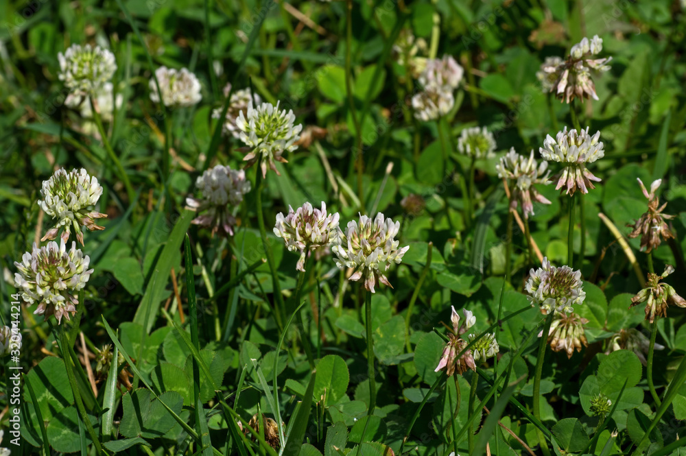 White clover in the early morning sun. It is a herbaceous perennial plant and is low growing with heads of whitish flowers with a tinge of pink. The flowers are visited by bumblebees and honey bees. White clover in the early morning sun. It is a herbaceous perennial plant and is low growing with heads of whitish flowers with a tinge of pink. The flowers are visited by bumblebees and honey bees.