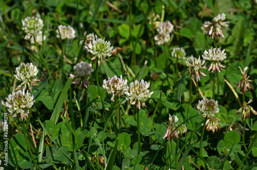 White clover in the early morning sun. It is a herbaceous perennial plant and is low growing with heads of whitish flowers with a tinge of pink. The flowers are visited by bumblebees and honey bees.