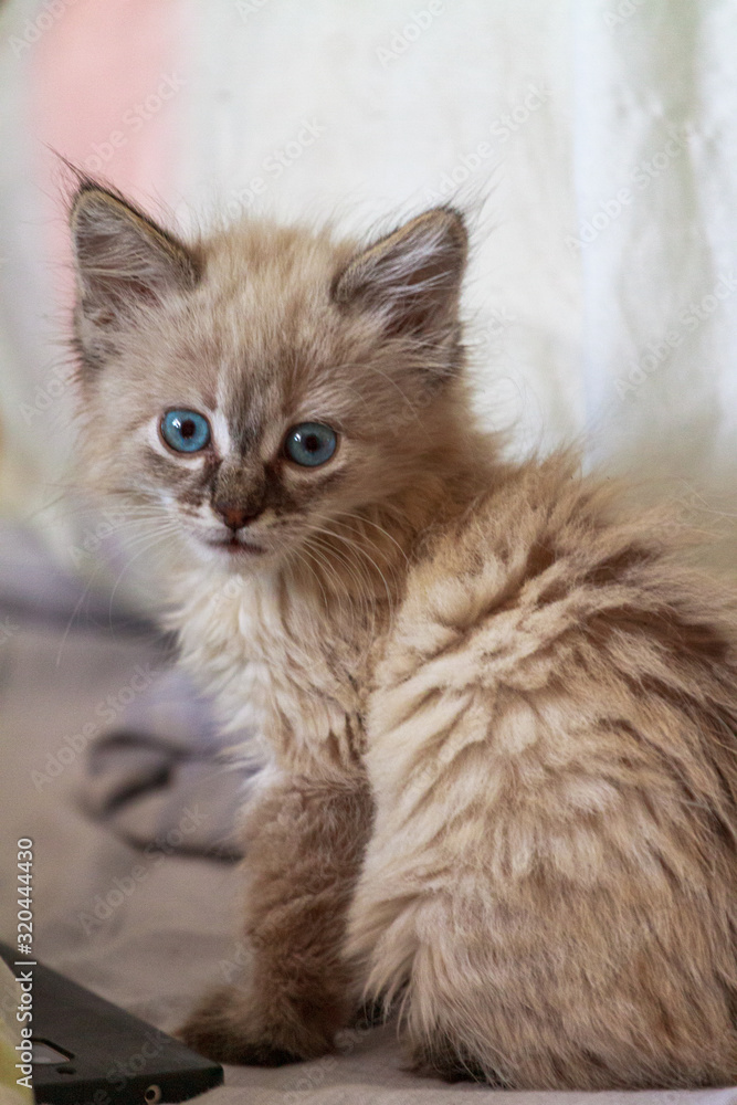 Fototapeta premium Kitten with blue eyes on reflective background