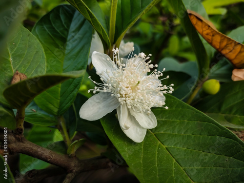 White flower macro view.